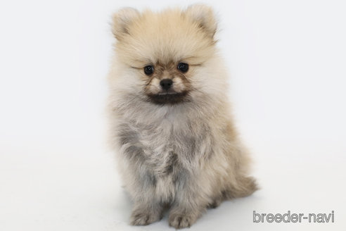 成約済の神奈川県のポメラニアン-354070の1枚目